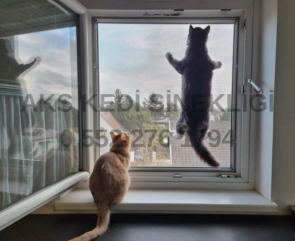Anıttepe'de kedi sinekliği uygulaması