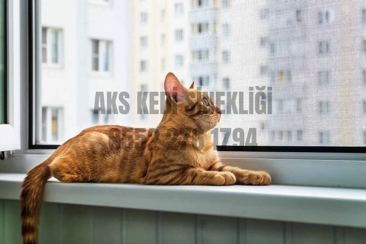 Çayyolu'nda kedi sinekliği uygulaması